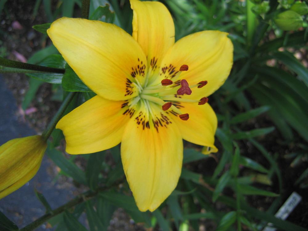 Photo of Lily (Lilium 'Spinning Wheel') uploaded by MAINIAC