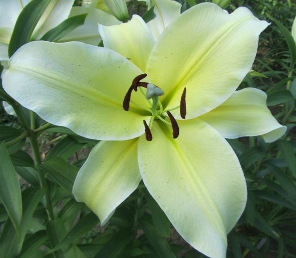 Photo of Lily (Lilium 'Big Brother') uploaded by MAINIAC