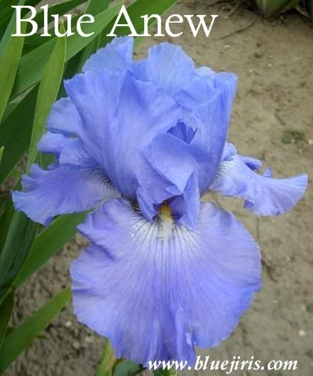 Photo of Tall Bearded Iris (Iris 'Blue Anew') uploaded by Calif_Sue
