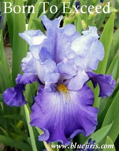 Photo of Tall Bearded Iris (Iris 'Born To Exceed') uploaded by Calif_Sue