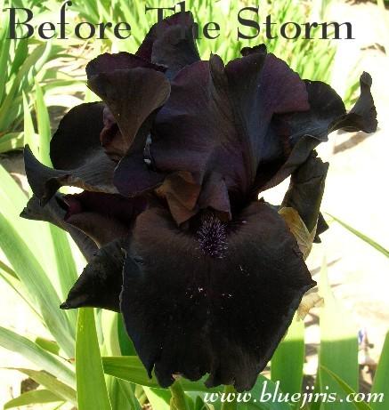 Photo of Tall Bearded Iris (Iris 'Before the Storm') uploaded by Calif_Sue