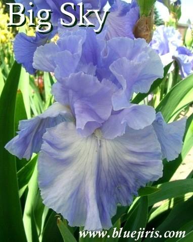 Photo of Tall Bearded Iris (Iris 'Big Sky') uploaded by Calif_Sue