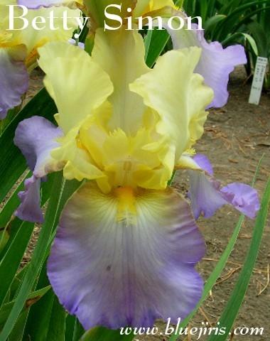 Photo of Tall Bearded Iris (Iris 'Betty Simon') uploaded by Calif_Sue