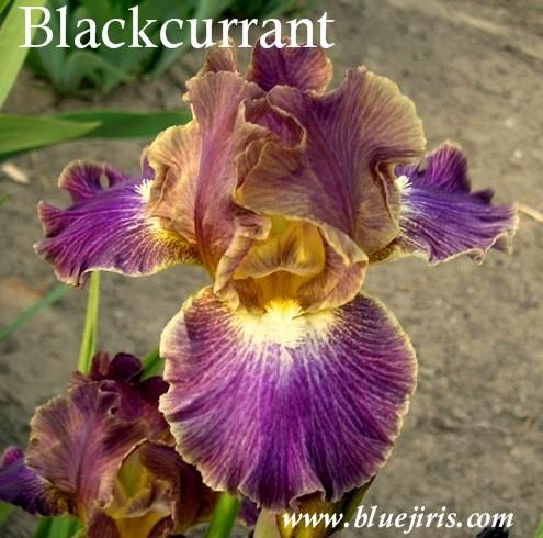 Photo of Intermediate Bearded Iris (Iris 'Blackcurrant') uploaded by Calif_Sue