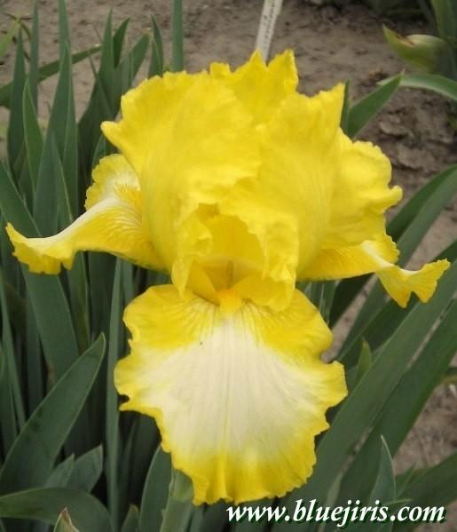 Photo of Intermediate Bearded Iris (Iris 'Bottled Sunshine') uploaded by Calif_Sue