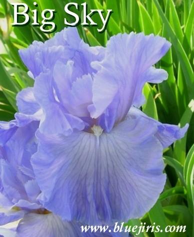 Photo of Tall Bearded Iris (Iris 'Big Sky') uploaded by Calif_Sue