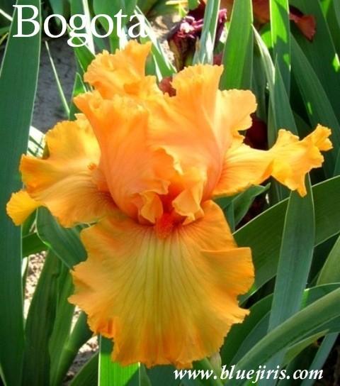 Photo of Tall Bearded Iris (Iris 'Bogota') uploaded by Calif_Sue