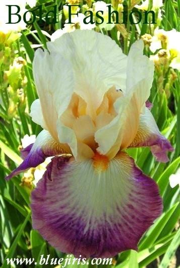 Photo of Tall Bearded Iris (Iris 'Bold Fashion') uploaded by Calif_Sue