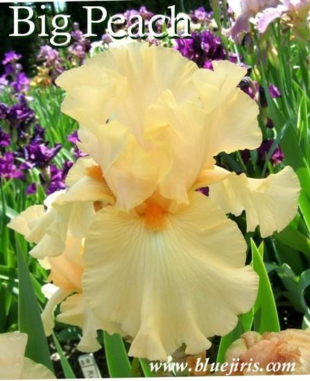 Photo of Tall Bearded Iris (Iris 'Big Peach') uploaded by Calif_Sue