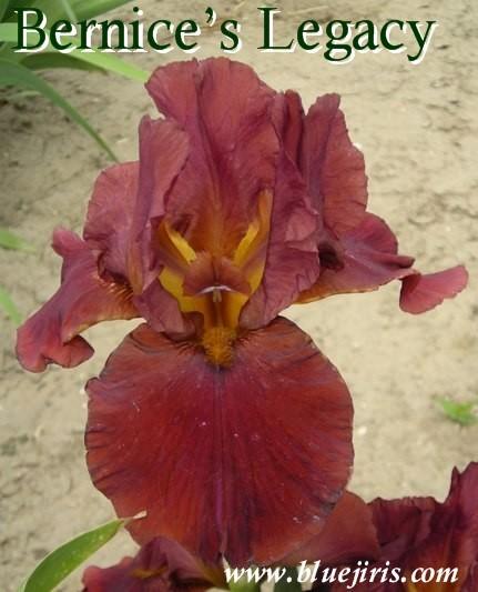Photo of Tall Bearded Iris (Iris 'Bernice's Legacy') uploaded by Calif_Sue