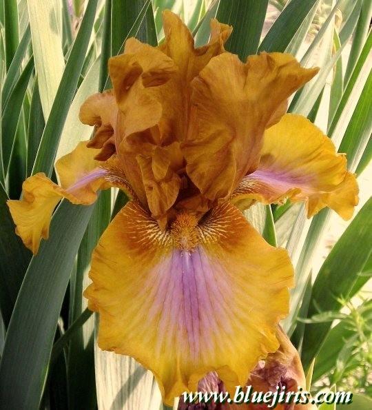 Photo of Tall Bearded Iris (Iris 'Bohemian') uploaded by Calif_Sue