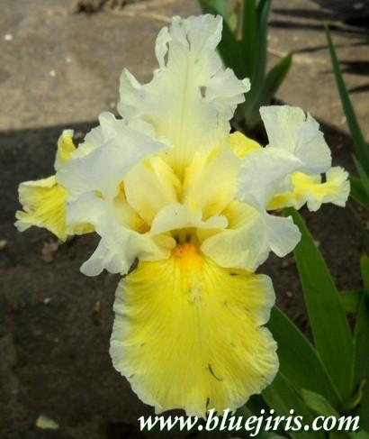 Photo of Border Bearded Iris (Iris 'Borderline') uploaded by Calif_Sue