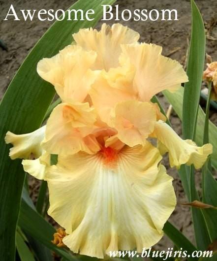 Photo of Tall Bearded Iris (Iris 'Awesome Blossom') uploaded by Calif_Sue