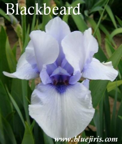Photo of Border Bearded Iris (Iris 'Blackbeard') uploaded by Calif_Sue