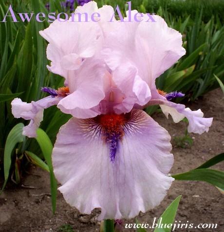 Photo of Tall Bearded Iris (Iris 'Awesome Alex') uploaded by Calif_Sue