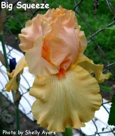 Photo of Tall Bearded Iris (Iris 'Big Squeeze') uploaded by Calif_Sue