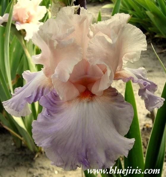 Photo of Tall Bearded Iris (Iris 'Boudoir') uploaded by Calif_Sue