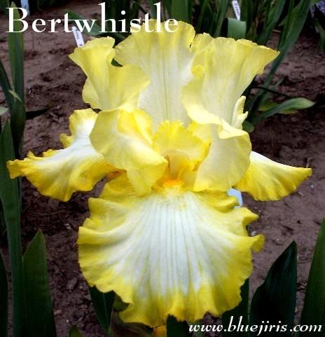 Photo of Tall Bearded Iris (Iris 'Bertwistle') uploaded by Calif_Sue