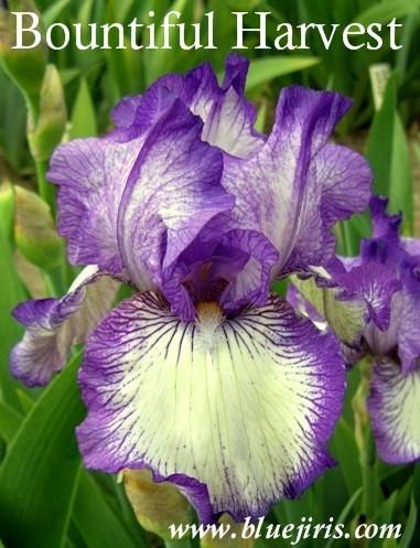 Photo of Tall Bearded Iris (Iris 'Bountiful Harvest') uploaded by Calif_Sue