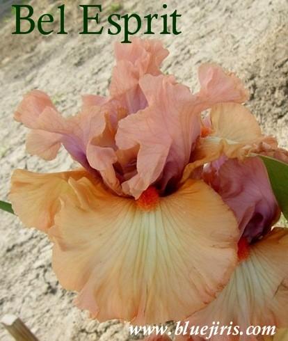 Photo of Tall Bearded Iris (Iris 'Bel Esprit') uploaded by Calif_Sue