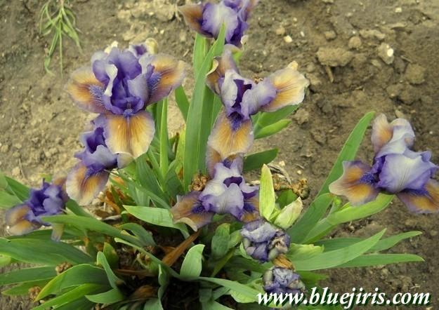 Photo of Standard Dwarf Bearded Iris (Iris 'Blueberry Tart') uploaded by Calif_Sue