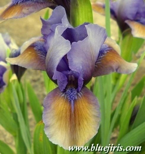 Photo of Standard Dwarf Bearded Iris (Iris 'Blueberry Tart') uploaded by Calif_Sue