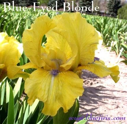 Photo of Intermediate Bearded Iris (Iris 'Blue Eyed Blond') uploaded by Calif_Sue