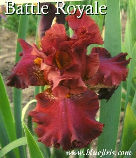 Photo of Tall Bearded Iris (Iris 'Battle Royal') uploaded by Calif_Sue