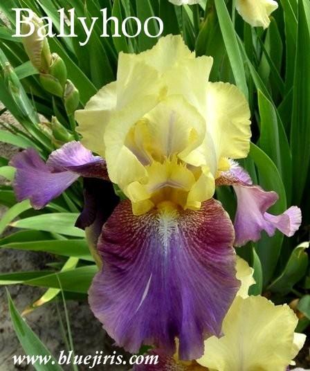 Photo of Tall Bearded Iris (Iris 'Ballyhoo') uploaded by Calif_Sue