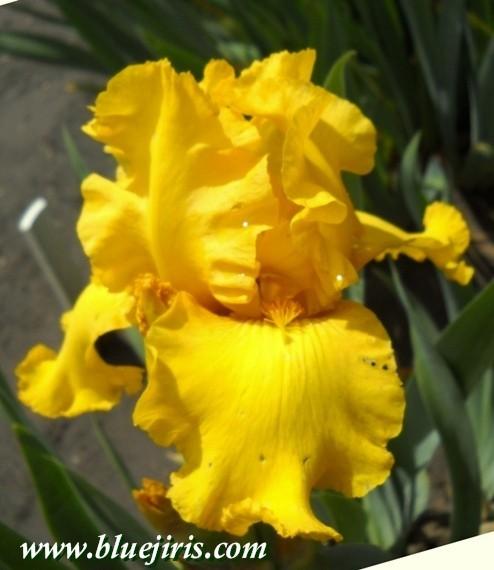 Photo of Tall Bearded Iris (Iris 'Bet Again') uploaded by Calif_Sue