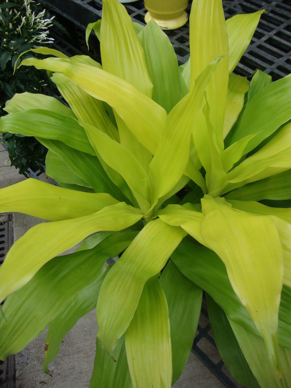 Photo of Corn Plant (Dracaena fragrans 'Limelight') uploaded by Paul2032
