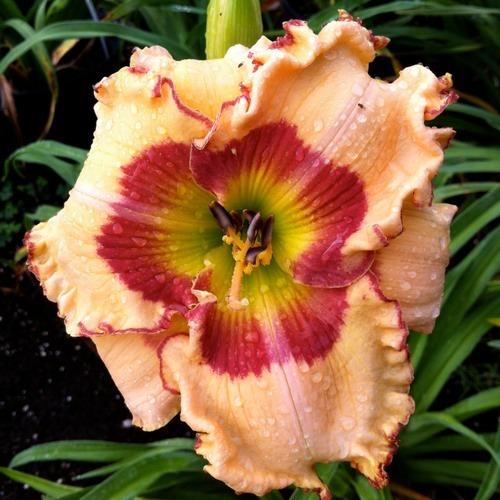 Photo of Daylily (Hemerocallis 'Spacecoast Eye for Passion') uploaded by vic