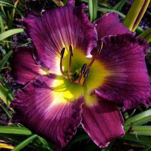 Photo of Daylily (Hemerocallis 'The King is Coming') uploaded by vic