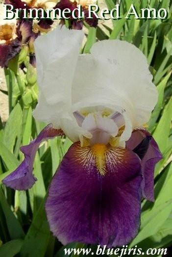 Photo of Tall Bearded Iris (Iris 'Brimmed Red Amo') uploaded by Calif_Sue