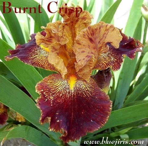 Photo of Tall Bearded Iris (Iris 'Burnt Crisp') uploaded by Calif_Sue
