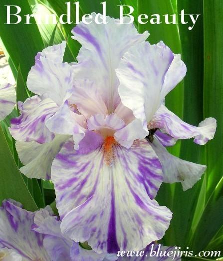Photo of Tall Bearded Iris (Iris 'Brindled Beauty') uploaded by Calif_Sue