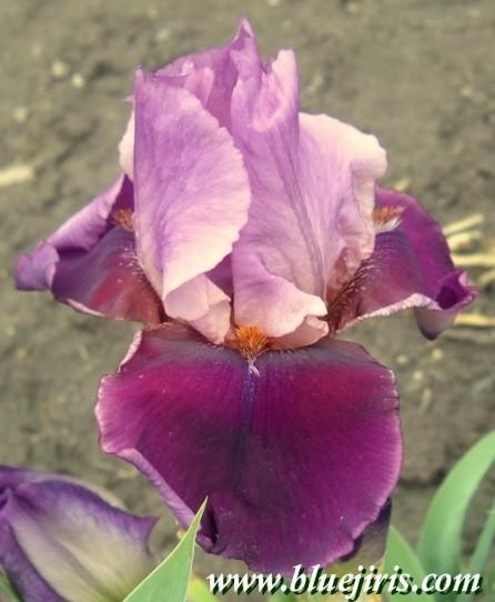 Photo of Tall Bearded Iris (Iris 'Camelot Rose') uploaded by Calif_Sue