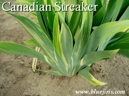 Photo of Tall Bearded Iris (Iris 'Canadian Streaker') uploaded by Calif_Sue