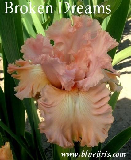 Photo of Tall Bearded Iris (Iris 'Broken Dreams') uploaded by Calif_Sue