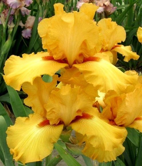 Photo of Tall Bearded Iris (Iris 'Brighter than Daylight') uploaded by Calif_Sue