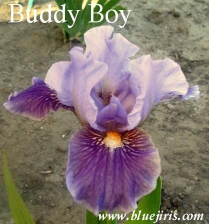 Photo of Standard Dwarf Bearded Iris (Iris 'Buddy Boy') uploaded by Calif_Sue