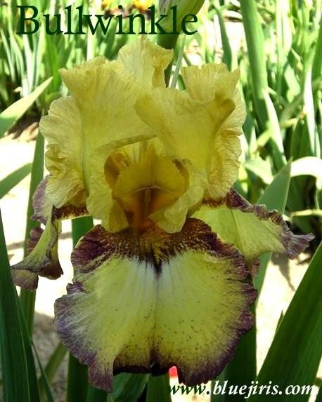 Photo of Border Bearded Iris (Iris 'Bullwinkle') uploaded by Calif_Sue