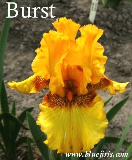 Photo of Tall Bearded Iris (Iris 'Burst') uploaded by Calif_Sue