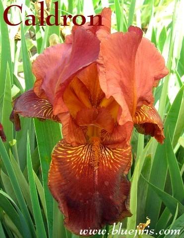 Photo of Tall Bearded Iris (Iris 'Caldron') uploaded by Calif_Sue