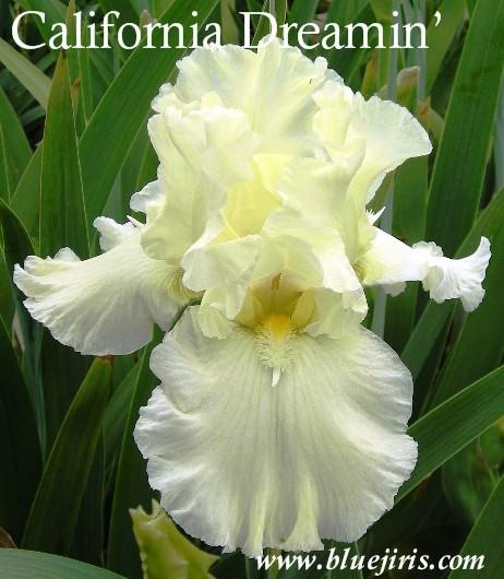 Photo of Tall Bearded Iris (Iris 'California Dreamin') uploaded by Calif_Sue
