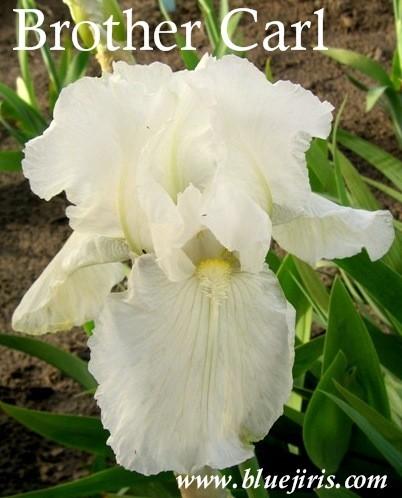 Photo of Tall Bearded Iris (Iris 'Brother Carl') uploaded by Calif_Sue