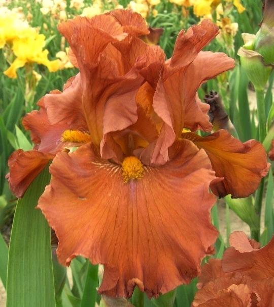 Photo of Tall Bearded Iris (Iris 'Brown Suede Jacket') uploaded by Calif_Sue