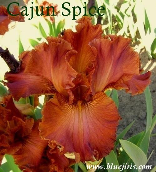 Photo of Tall Bearded Iris (Iris 'Cajun Spices') uploaded by Calif_Sue