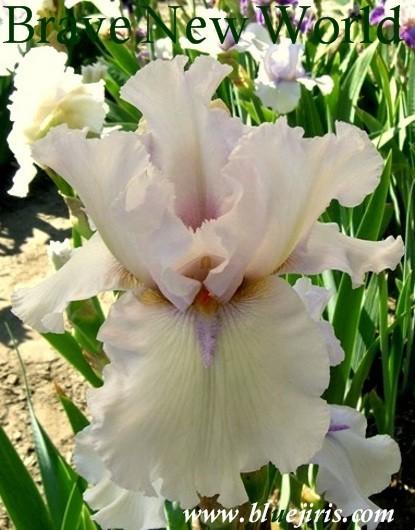 Photo of Tall Bearded Iris (Iris 'Brave New World') uploaded by Calif_Sue