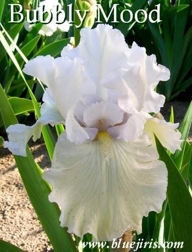 Photo of Tall Bearded Iris (Iris 'Bubbly Mood') uploaded by Calif_Sue